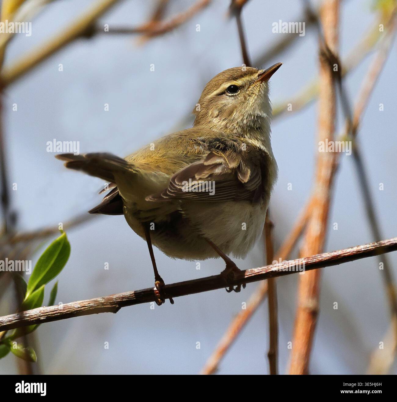 Ein gemeiner Chiffchaff (Phylloscopus collybita) in Pittville Park Cheltenham, Großbritannien Stockfoto