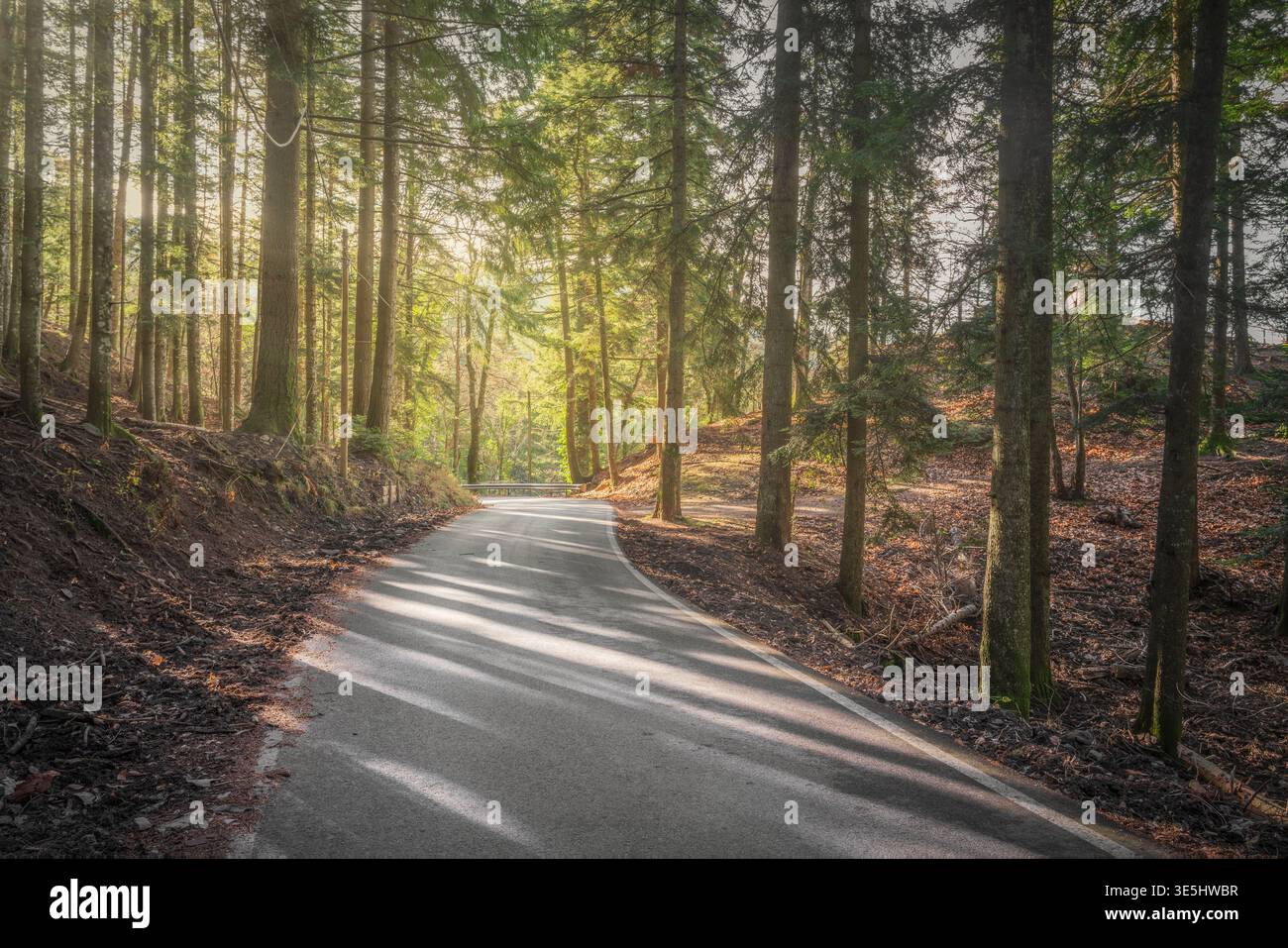 Gewundene Asphaltstraße durch den alten Tannen- und Buchenwald von Vallombrosa. Morgensonnenlicht, das durch hohe Bäume mit langen Schatten filtert, Toskana Stockfoto