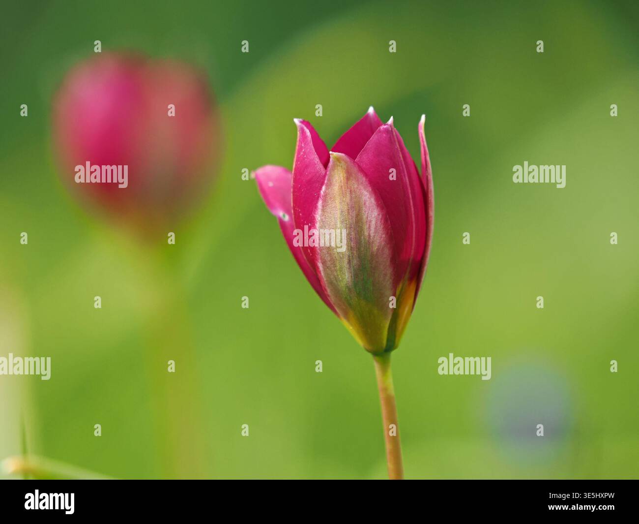 Öffnen der Knospen der dunkelroten wilden Tulpenblüte im Frühling, isoliert vom Hintergrund mit differenziertem Fokus Stockfoto