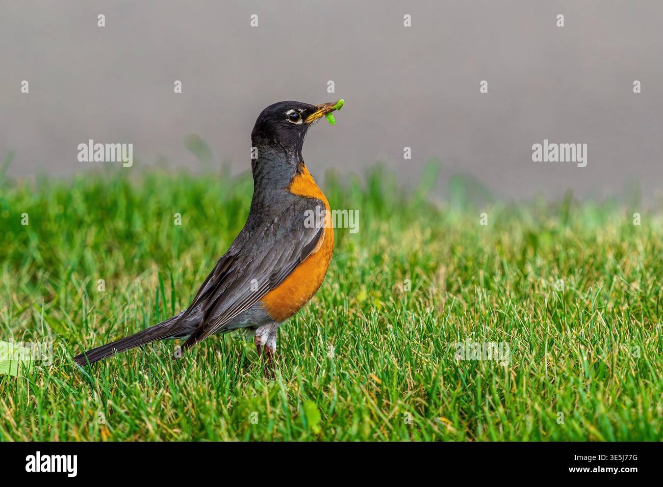 Ein amerikanischer Rotkehlchen auf einem Hof mit einer hellgrünen Raupe im Schnabel. Stockfoto