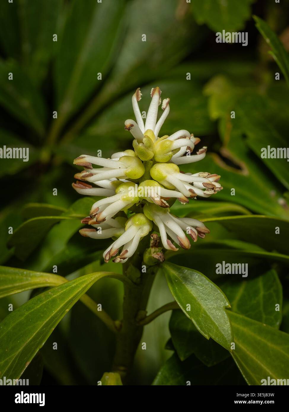 Makro von weißen Blüten einer japanischen Spurge (Pachysandra terminalis) auf einem natürlichen, dunkelgrünen Blattgrund im Frühjahr Stockfoto
