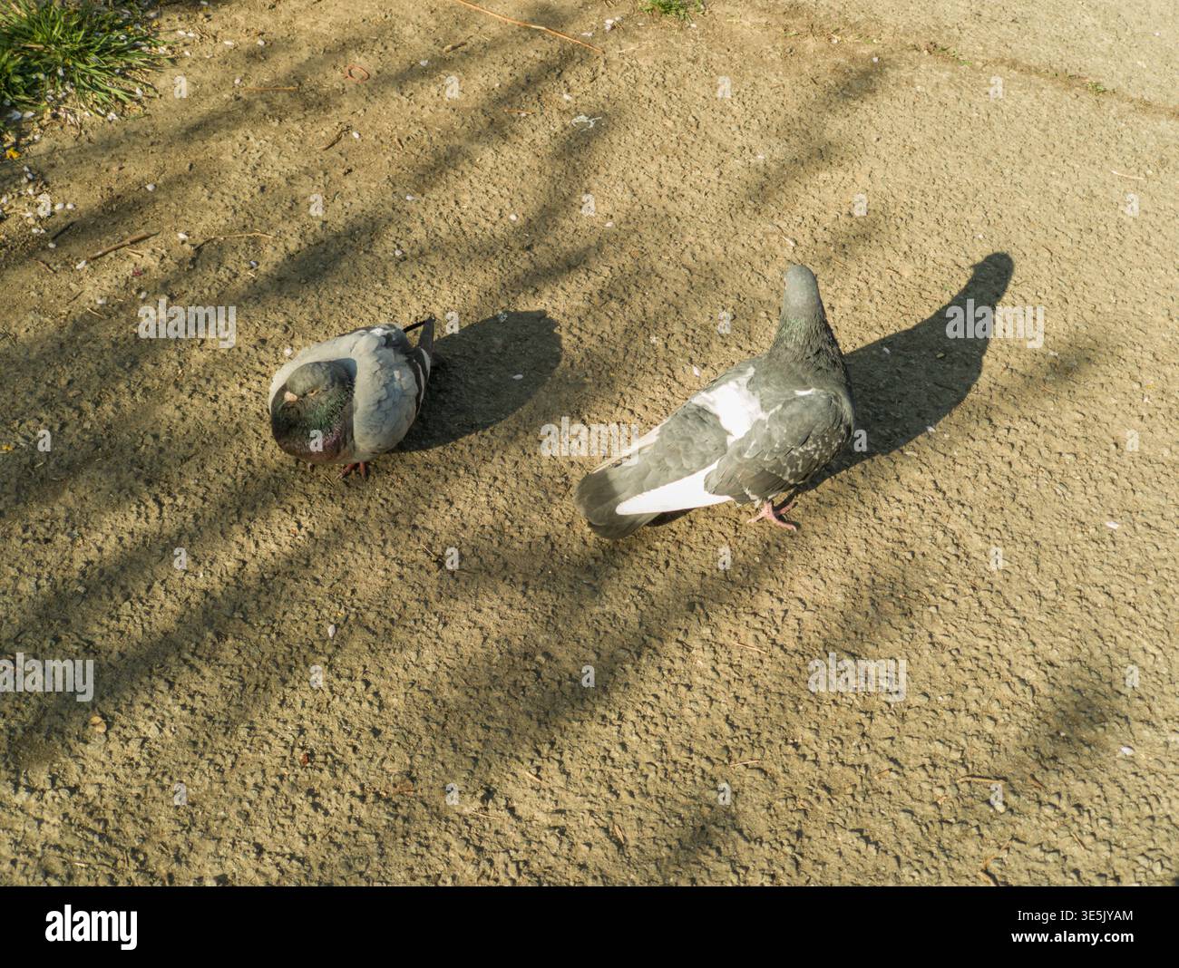Ein Paar gewöhnlicher Stadttauben, die an einem sonnigen Frühlingnachmittag auf einem Betonboden ruhen und spazieren. Authentische urbane Tierwelt. Stockfoto