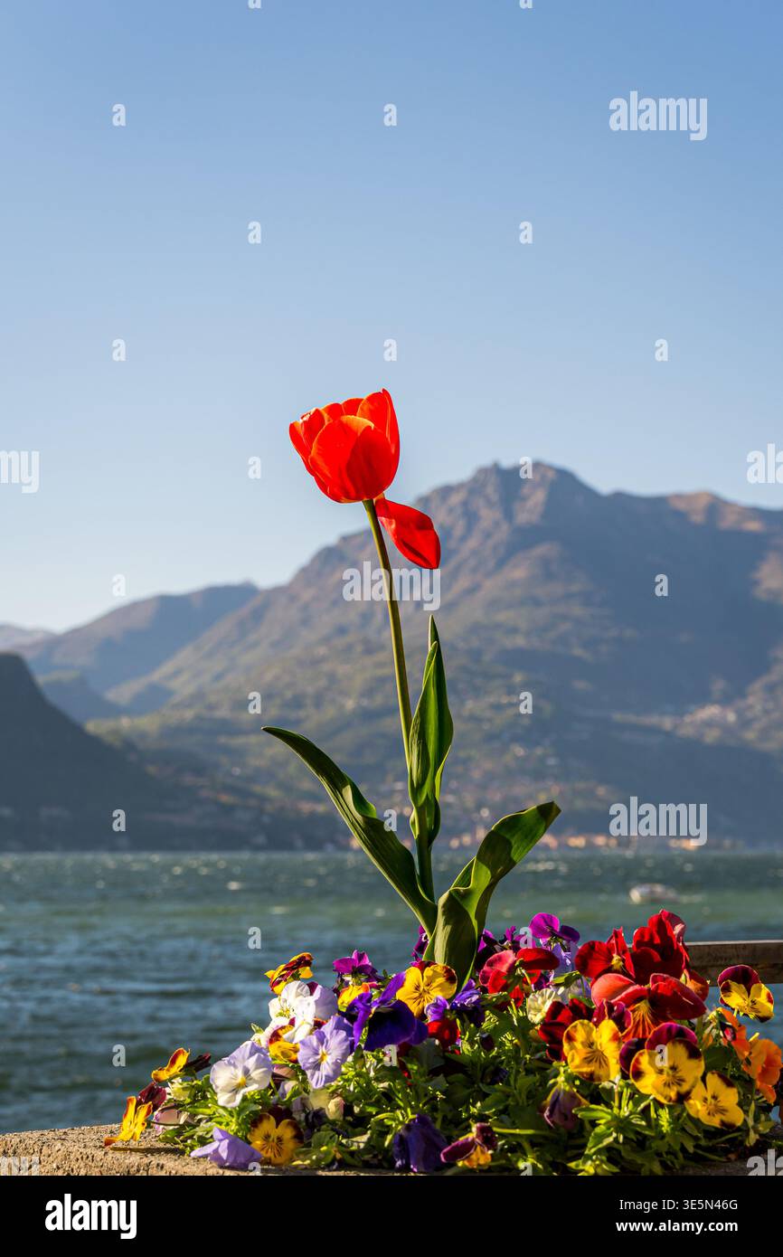 Rote Tulpe wächst in Frühlingsblumen am Comer See Stockfoto