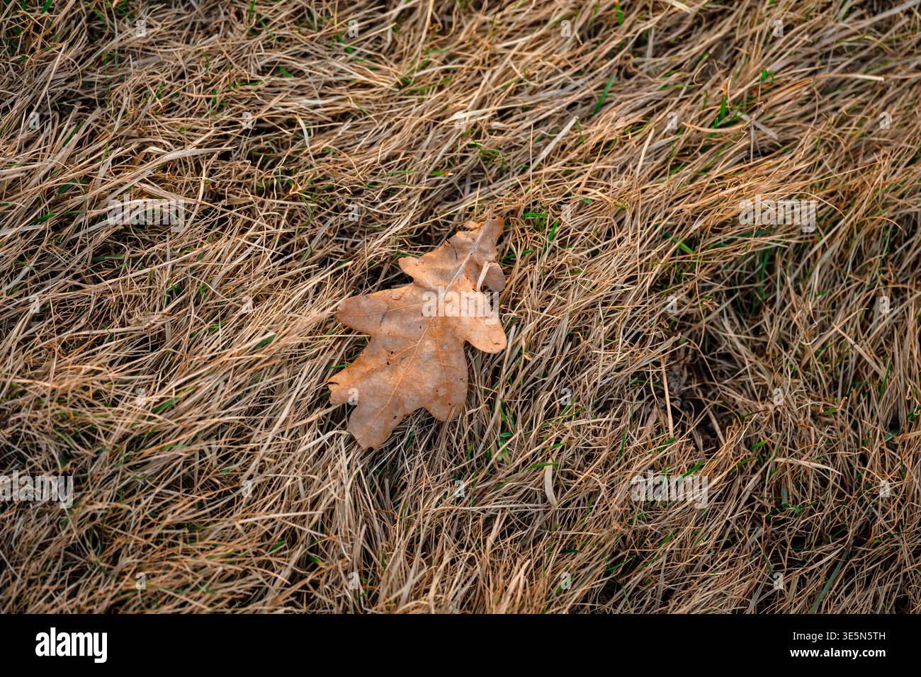 Herbsteichenblatt auf trockenem Gras Stockfoto