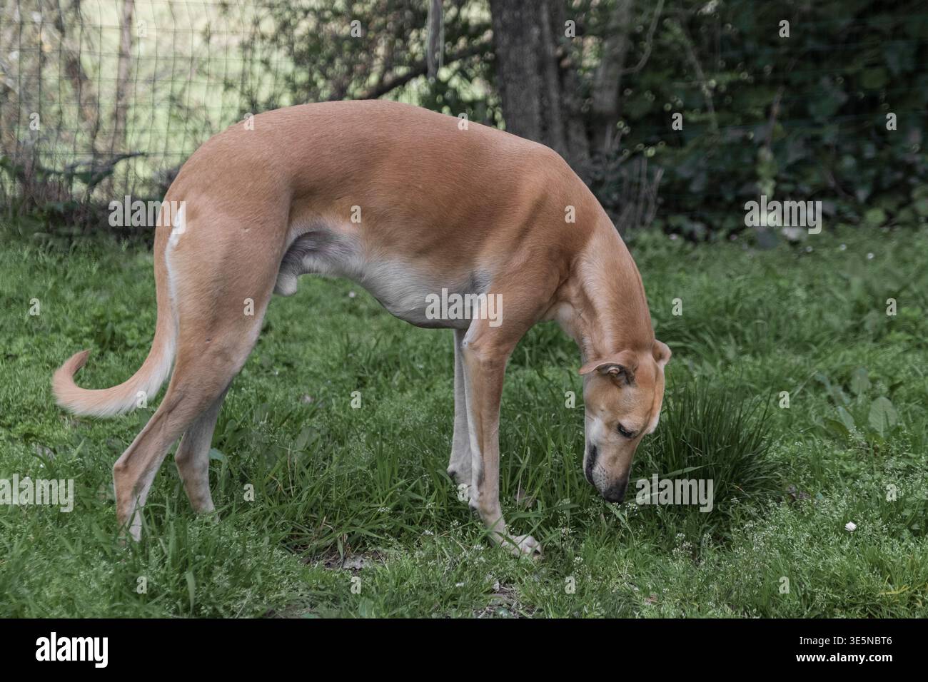 Porträt des Hundes namens Ivo, des spanischen windhunds von galgo Stockfoto