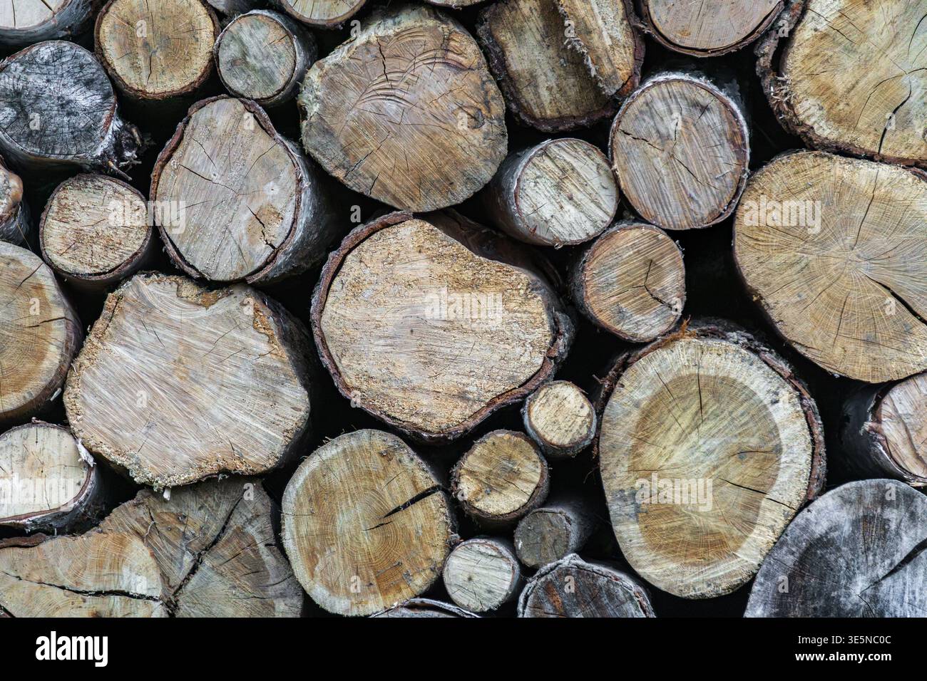 Nahaufnahme einer dichten Anordnung von Holzstämmen mit verschiedenen Größen und ungleichmäßigen Schnitten. Stockfoto