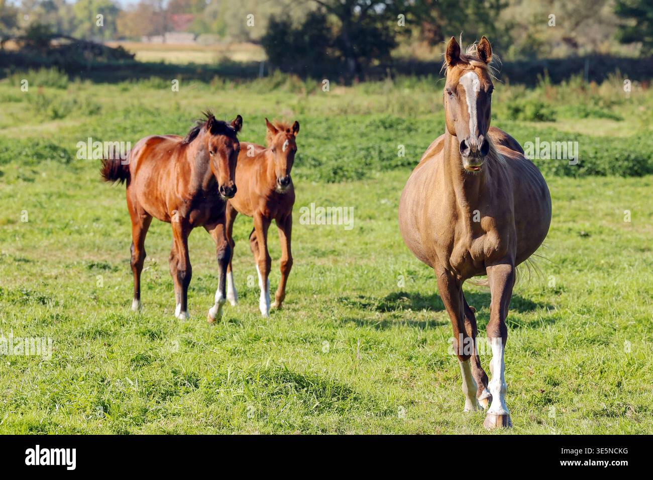 28.09.2025, Wagenitz, Brandenburg, DE - Stute und Fohlen auf einer Weide. Pferde, Stute, Fohlen, Koppel, Weide, Warmblut, Warmblueter, Pferdehaltung, Haltung, Jahreszeit, Sommer, Heubauch, Frontal, Frontalaufnahme, Gangart, traben, Trab, Schritt, aufgeregt, Aufregung 250928D300WAGENITZ.JPG *** 28 09 2025, Wagenitz, Brandenburg, GER Stute und Fohlen auf Weide Pferde, Stute, Fohlen, Paddock, Weide, Warmblut, Warmblut, Pferdehaltung, Haltung, Saison, Sommer, Heubauch, frontal, Frontalschuss, Gang, Trab, Trab, Gehen, aufgeregt, Spannung 250928D300WAGENITZ JPG Stockfoto