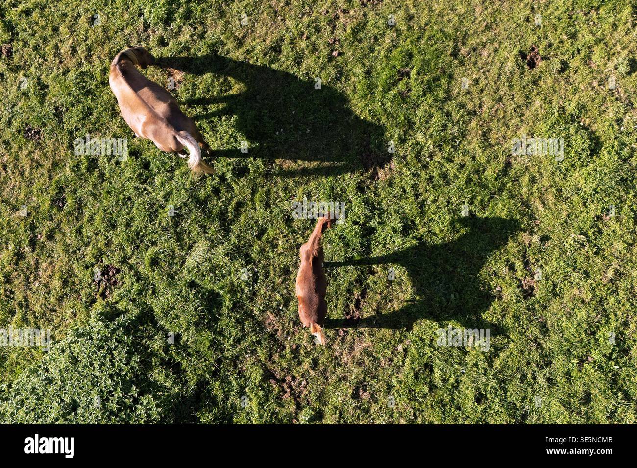 28.09.2025, Wagenitz, Brandenburg, DE - Vogelperspektive: Stute und Fohlen werfen auf einer Weide einen Schatten auf das Gras. Draufsicht, Fohlen, Haltung, Sommer, Jahreszeit, Koppel, Luftbild, Luftbildaufnahme, Pferde, Pferdehaltung, Pferdezucht, Stute, Vogelperspektive, Weide, Warmblut, Warmblueter, Schatten, Schattenwurf 250928D314WAGENITZ.JPG *** 28 09 2025, Wagenitz, Brandenburg, GER Vogelperspektive Stute und Fohlen schattenwerfen auf dem Gras auf einer Weide Top View, Fohlen, Haltung, Sommer, Saison, Fahrerlager, Luftaufnahme, Luftaufnahme, Pferde, Pferdezucht, Pferdezucht, Stute, Vogel Stockfoto