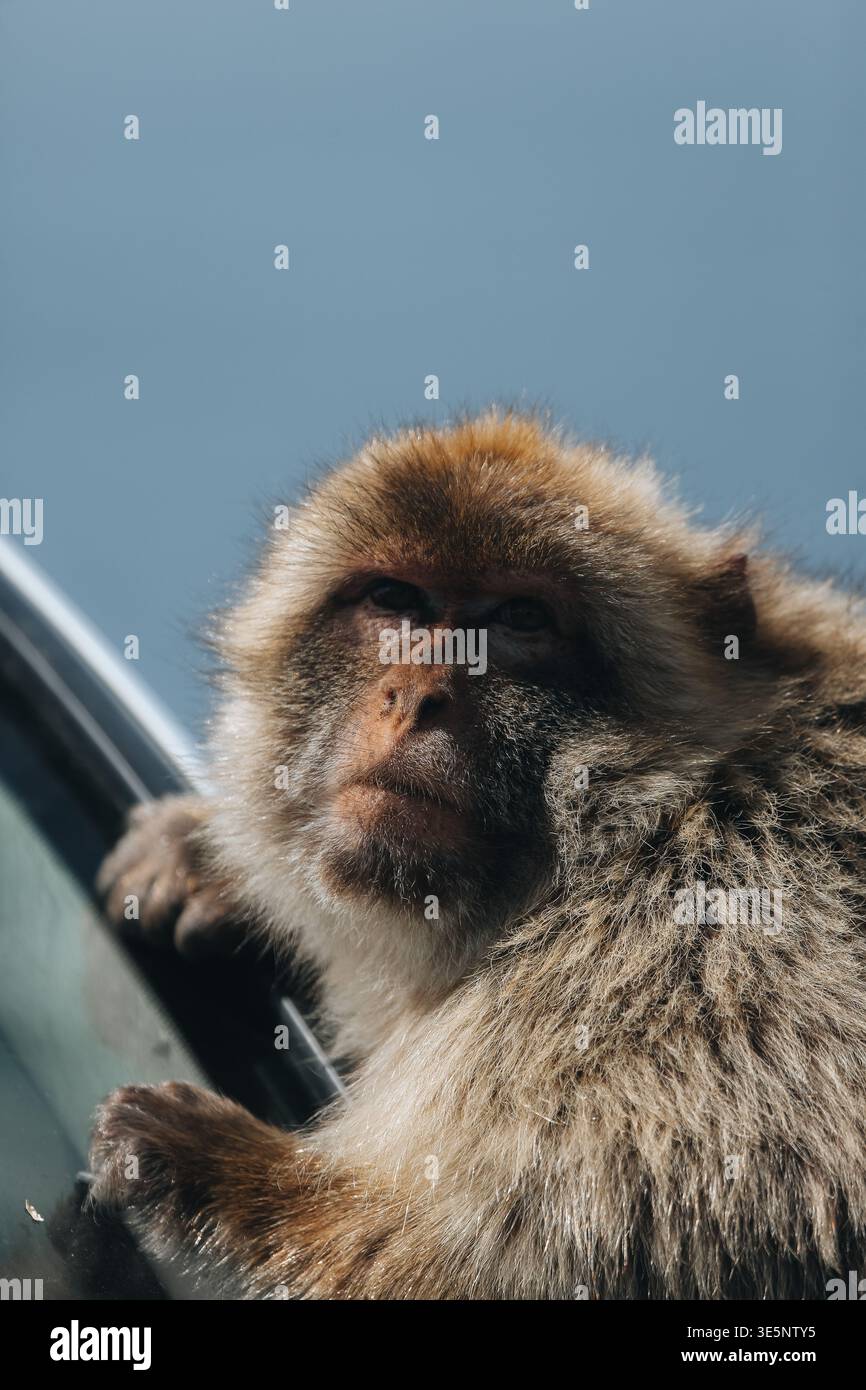 Blick auf einen Berbermakaken mit seinem ausdrucksstarken Gesicht und dichtem Fell, der sich unter weichem Himmel an einem Auto festhält, Gibraltar, Gibraltar. Stockfoto