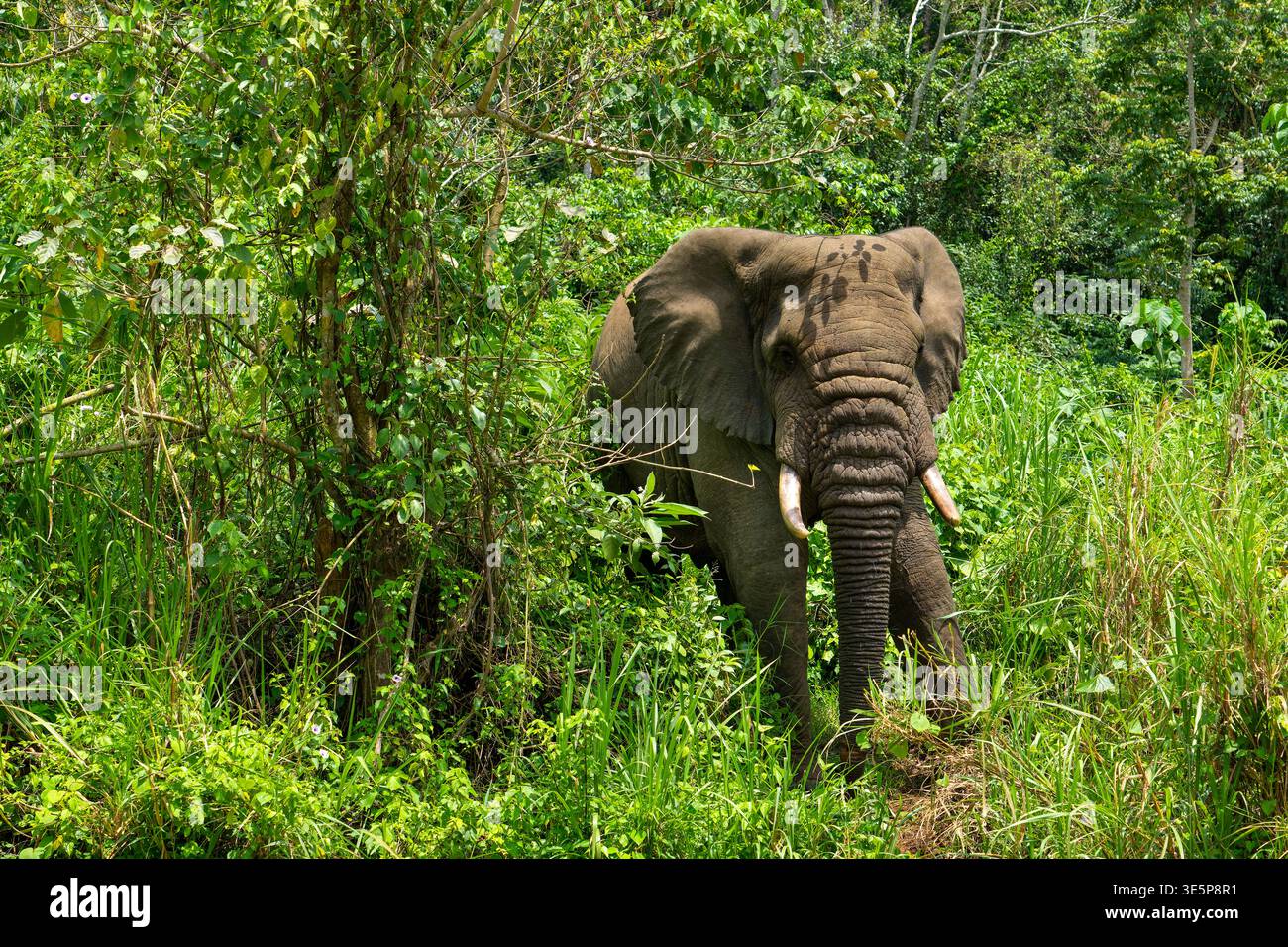 Der afrikanische Waldelefant (Loxodonta cyclotis) ist eine Elefantenart, die in feuchten tropischen Wäldern Westafrikas und im Kongo-Becken beheimatet ist. In Uganda Stockfoto