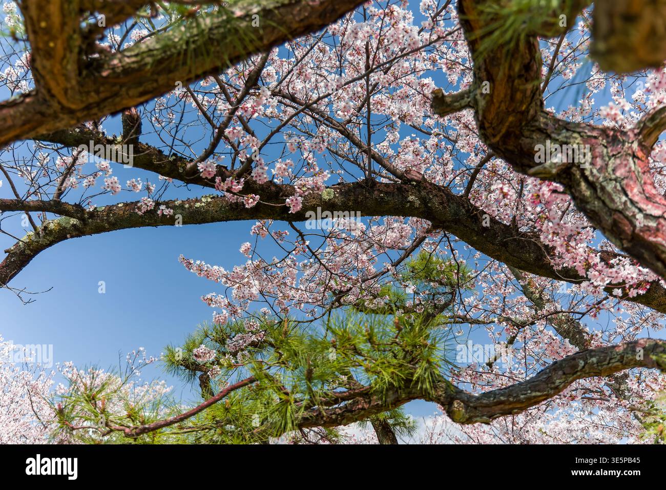 Wunderschöne rosafarbene Kirschblüten, die an einem sonnigen Frühlingstag einen hellblauen Himmel umrahmen Stockfoto