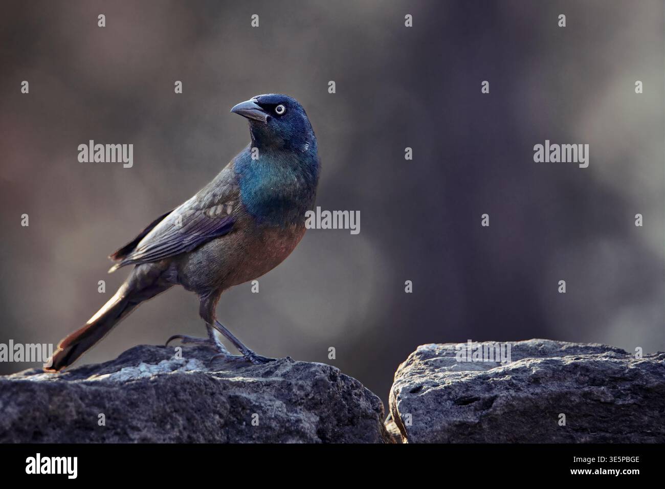 Gemeiner Grackle (Quiscalus quiscula), der auf einem verwitterten Felsen thront. Schillerndes blaues Gefieder im Frühlingslicht. Zentral-Missouri, USA. Stockfoto