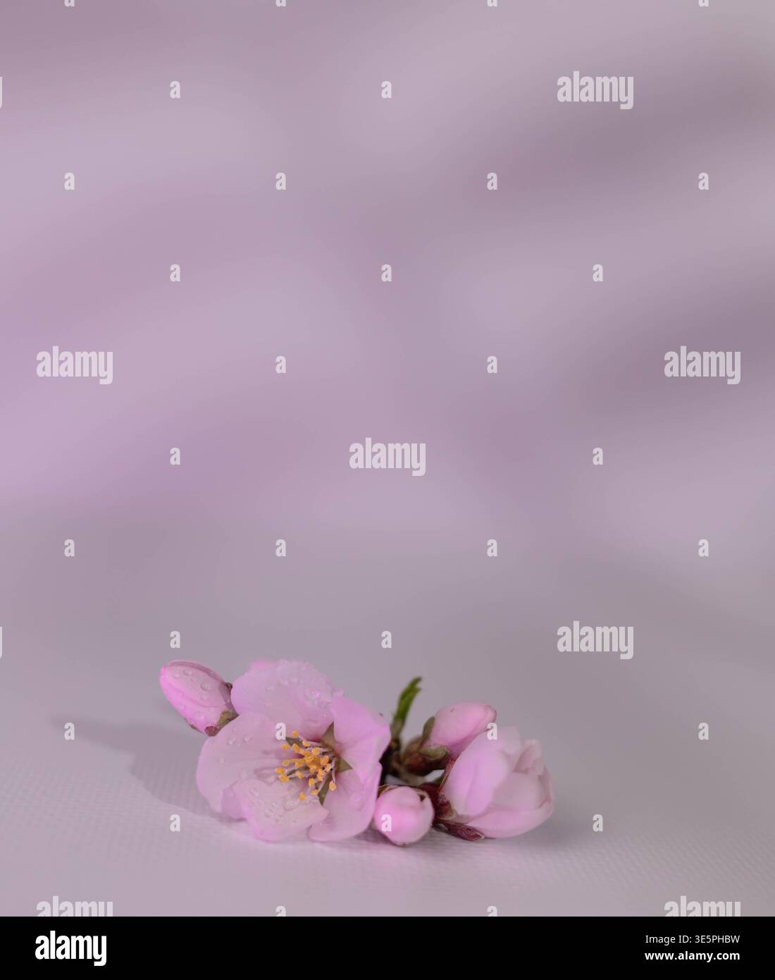 Stilvolles Rendering Von Blush Apple Blossoms Begleitet Von Friedlicher Landschaft Für Frühlingsästhetik Stockfoto