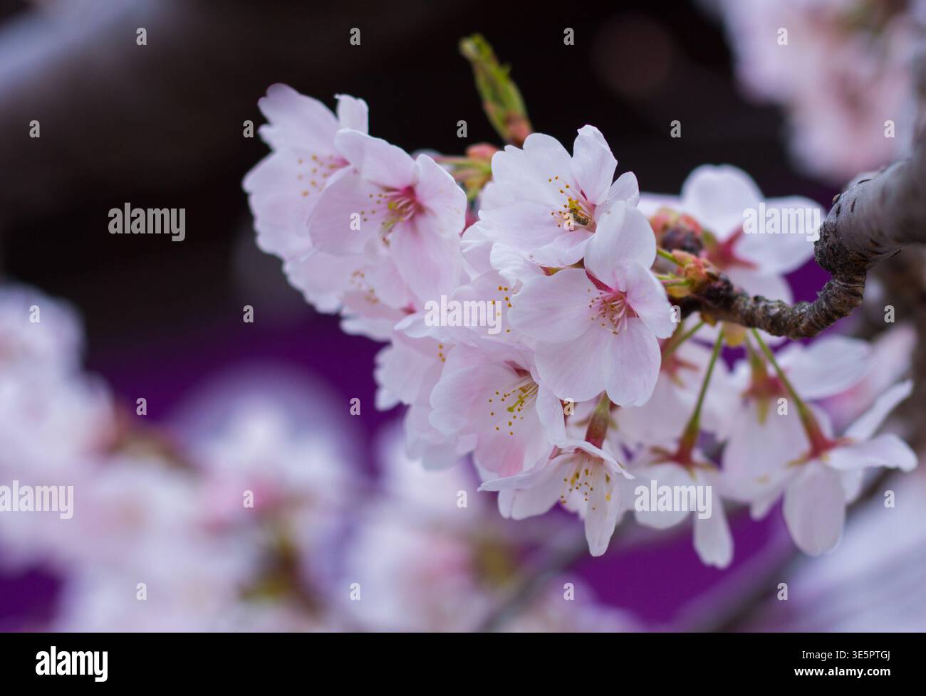 Prunus x yedoensis „Somei-yoshino“, Yoshino-Kirsche, japanische Sakura-Blumen in der Nähe, ornamentale blühende Kirschzweige, Kirschblütenfest Stockfoto