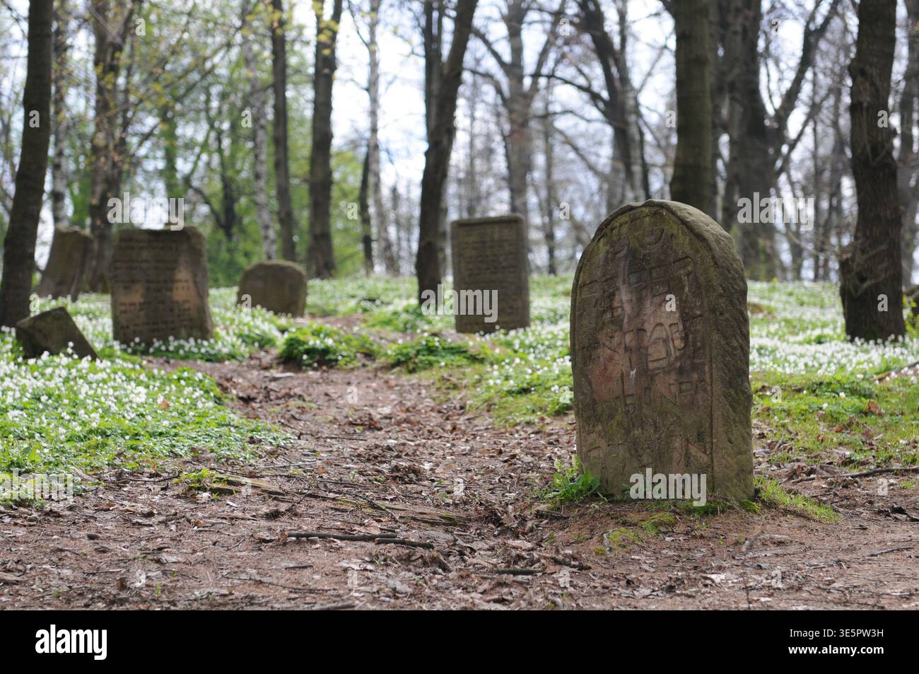 Alter jüdischer Friedhof in Lesko, Bieszczady, Polen. Antike Matzevot-Grabsteine aus Stein aus dem 16. Und 17. Jahrhundert verstreut auf einem Hügel im Frühling Stockfoto