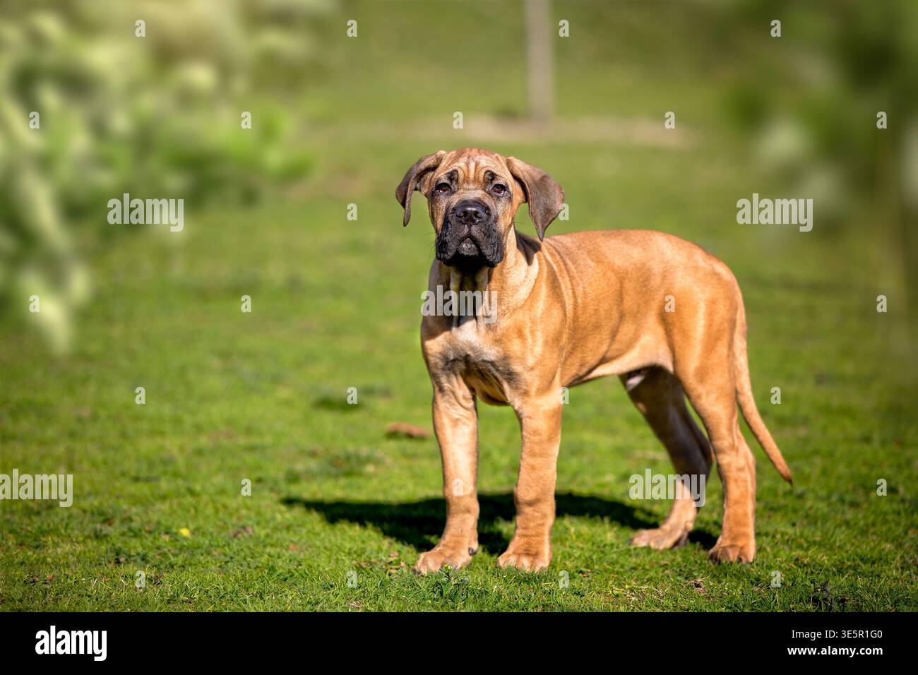 Ganzkörperporträt eines Cane Corso Hündchens, der auf grünem Gras steht und direkt in die Kamera blickt. Starke und selbstbewusste Präsenz mit Prot Stockfoto