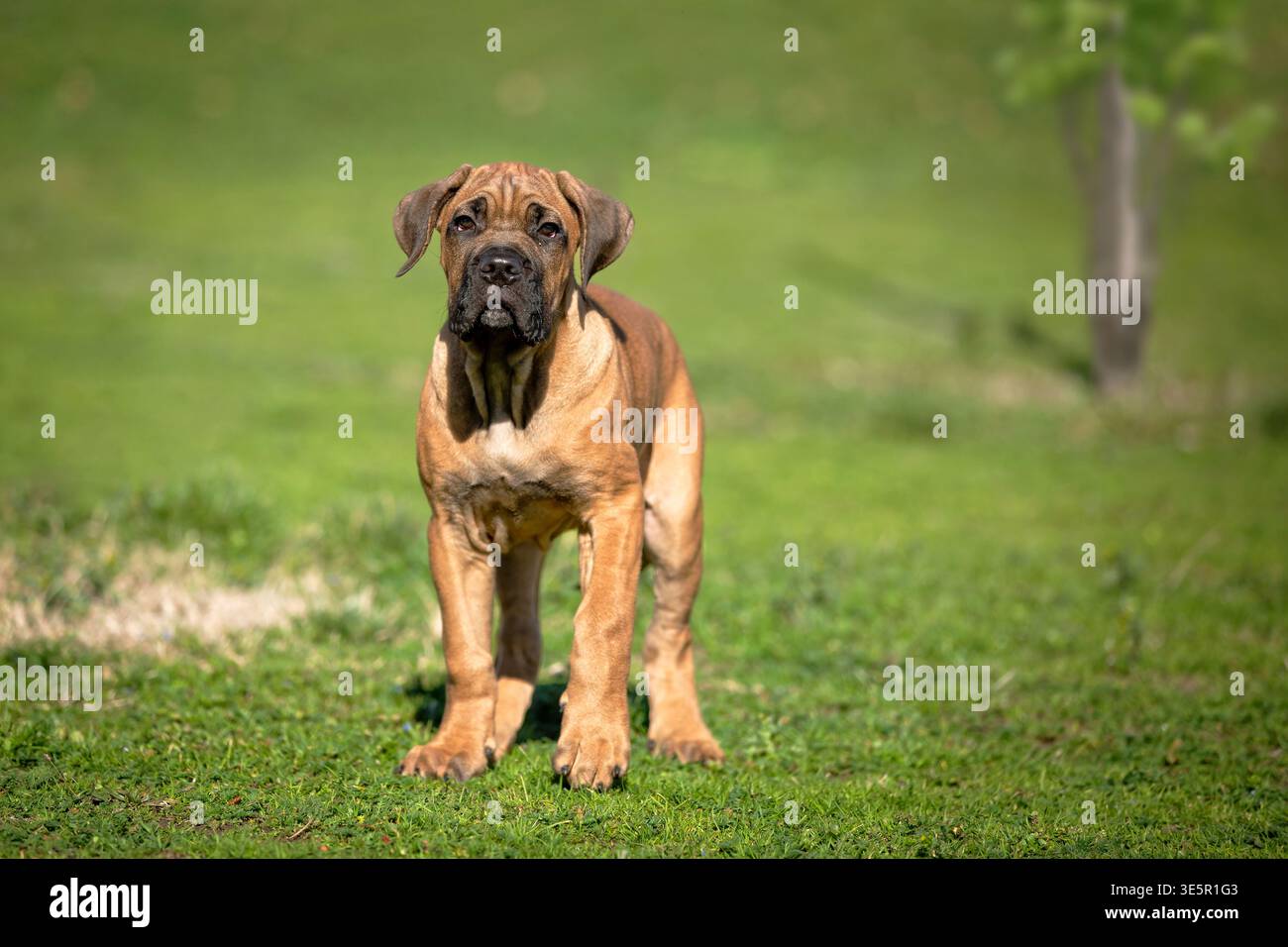 Ganzkörperporträt eines Cane Corso Hündchens, der auf grünem Gras steht und direkt in die Kamera blickt. Starke und selbstbewusste Präsenz mit Prot Stockfoto
