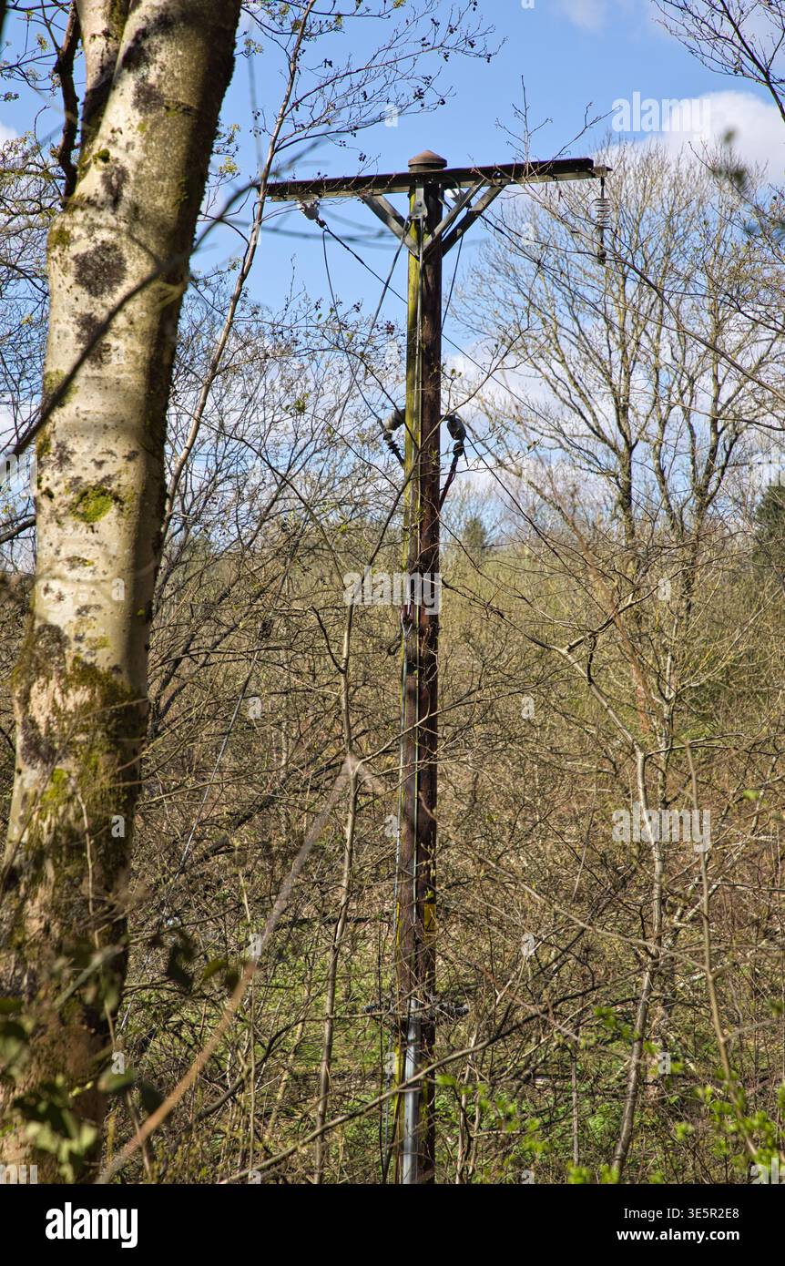 Wooden Telegraph oder Elektrizitätspol im dichten Wald. Stockfoto