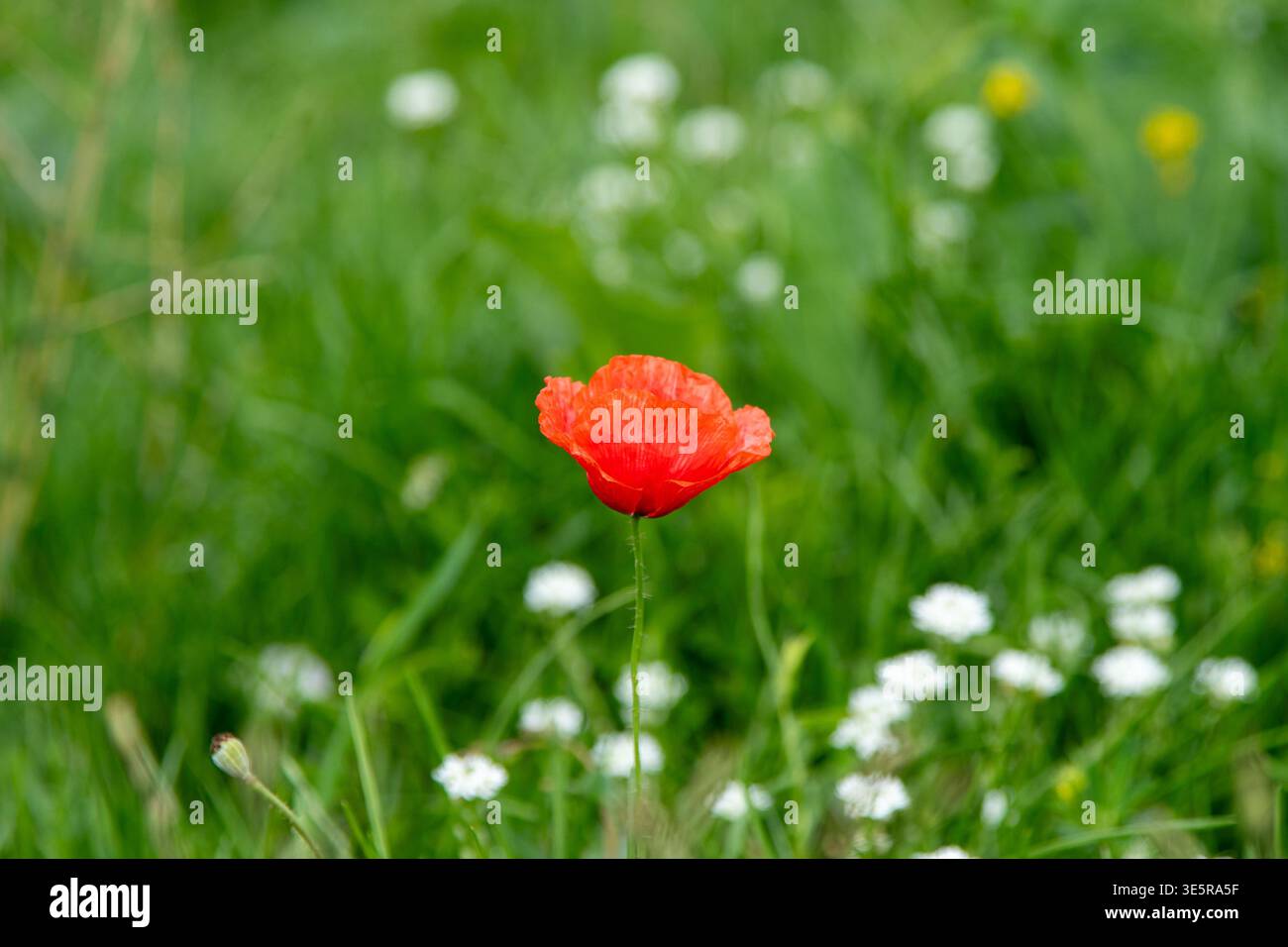 Mohnblumen und weiße Blumen in grüner Natur Stockfoto