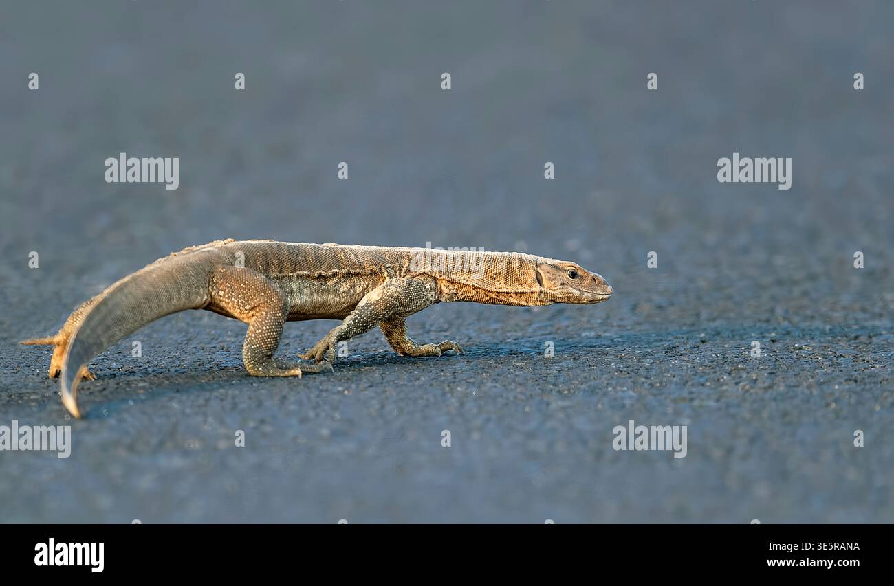 Asiatischer Wassermonitor (Varanus salvator) im Vogelschutzgebiet Nalsarovar, Ahmedabad, Indien. Stockfoto