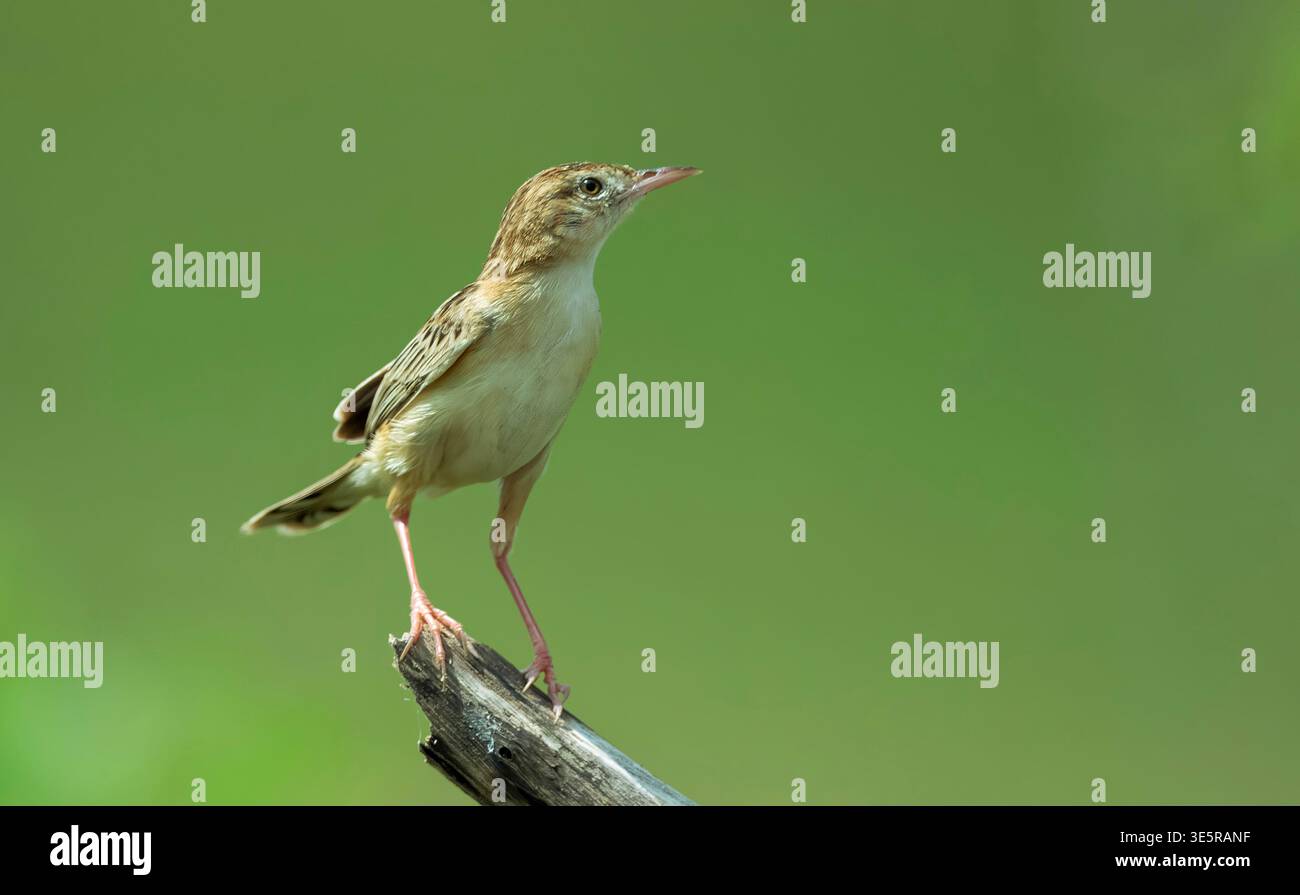 Eine Zitting Cisticola (Cisticola juncidis) im Vogelschutzgebiet Nalsarovar in Ahmedabad, Indien. Stockfoto
