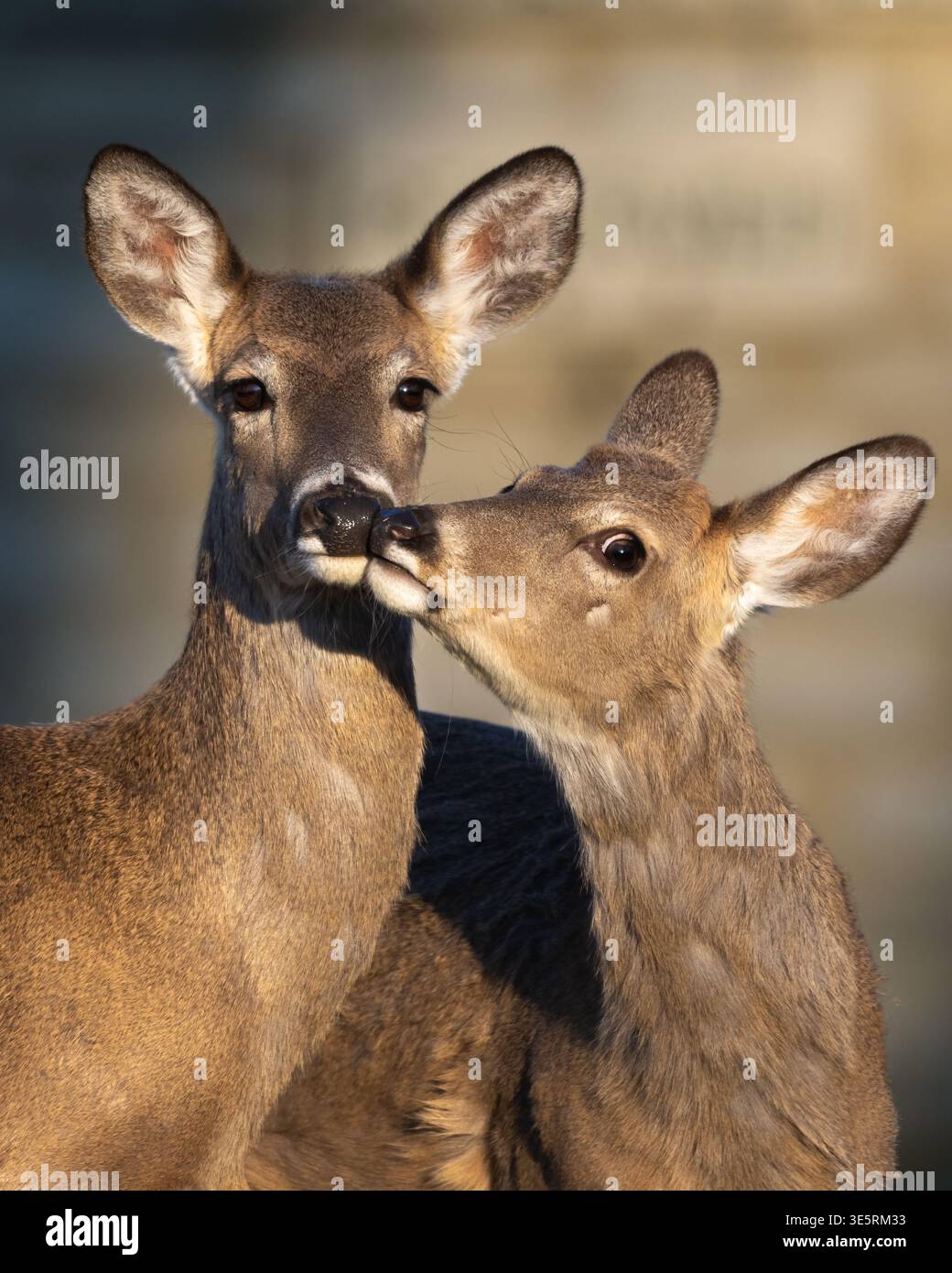 Nahporträt zweier Hirsche, die im warmen Licht des späten Nachmittags Nasen berühren und sanftes Sozialverhalten zeigen. Stockfoto