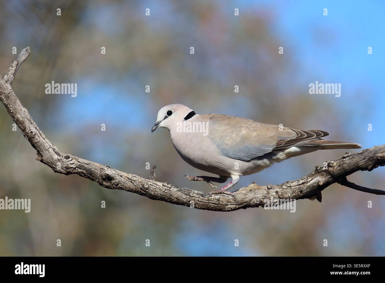 Kapturteltaube/Kap turtle Dove / Streptopelia capicola Stockfoto