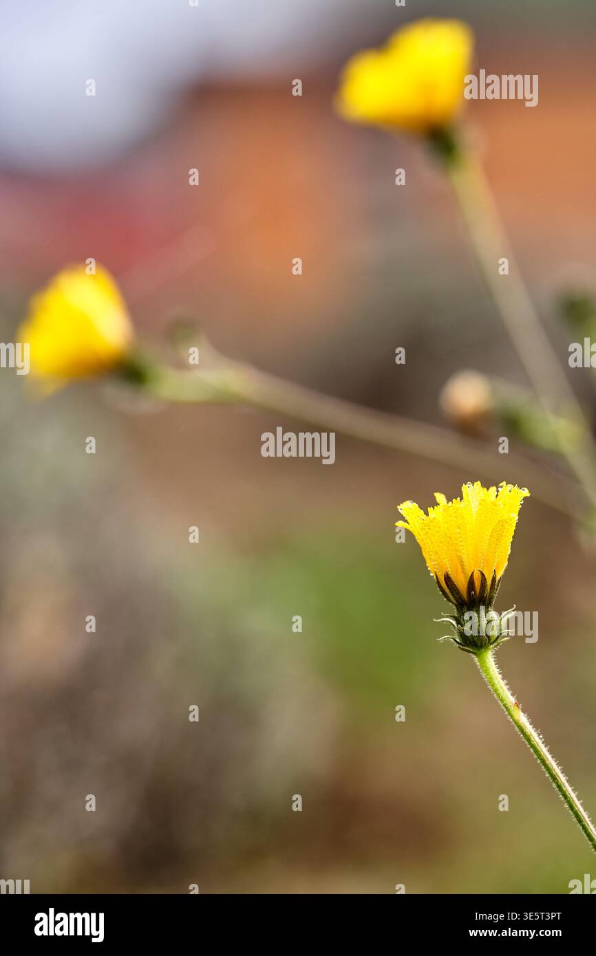 Makronaht einer taufgelblichen Falkenbart-Wildblume im scharfen Fokus mit zwei weiteren verschwommenen Blüten auf schlanken behaarten Stielen im Hintergrund Stockfoto