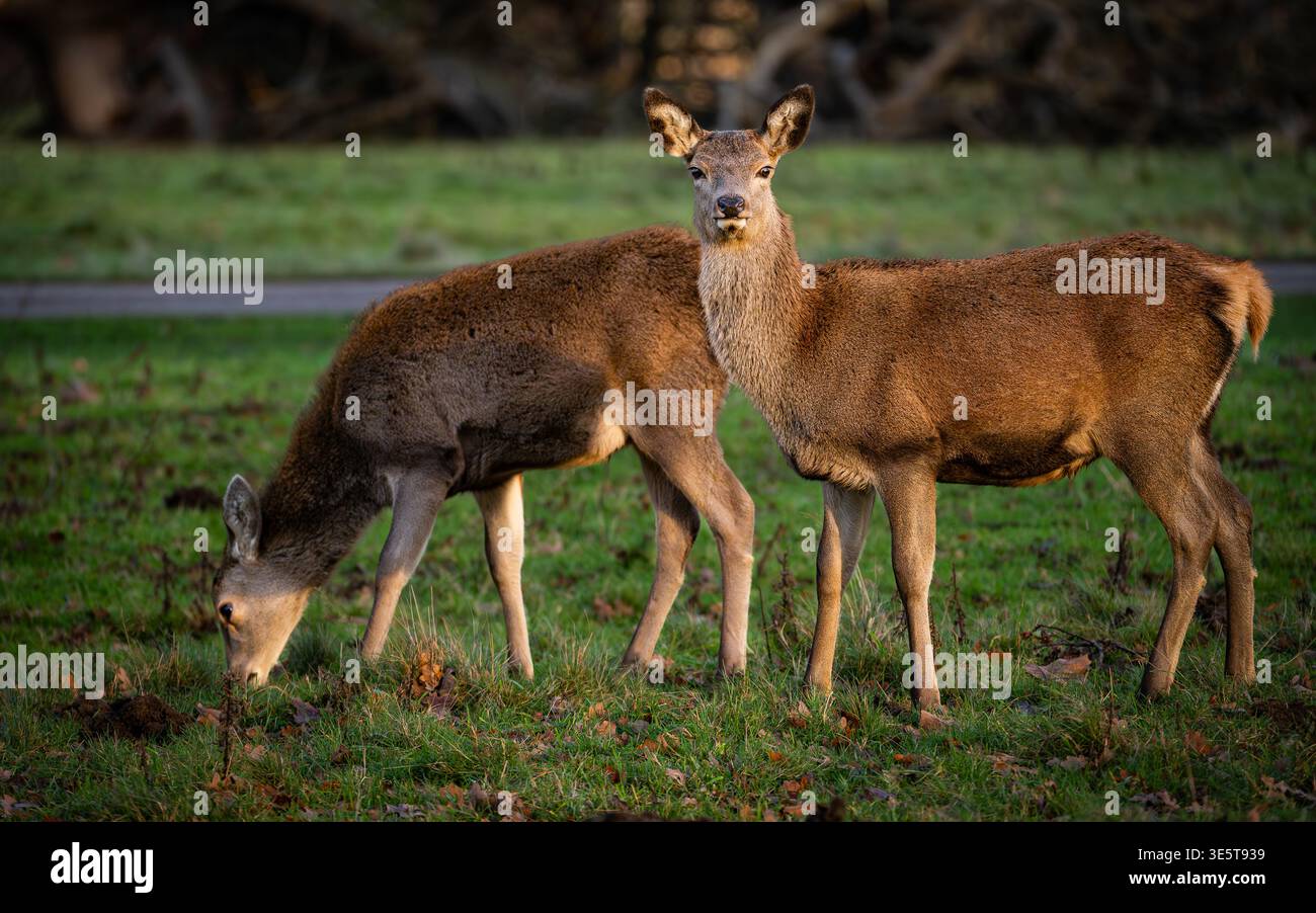 Zwei Red Deer Hind fotografiert im Studley Royal Deer Park, Herbst 2025. Stockfoto
