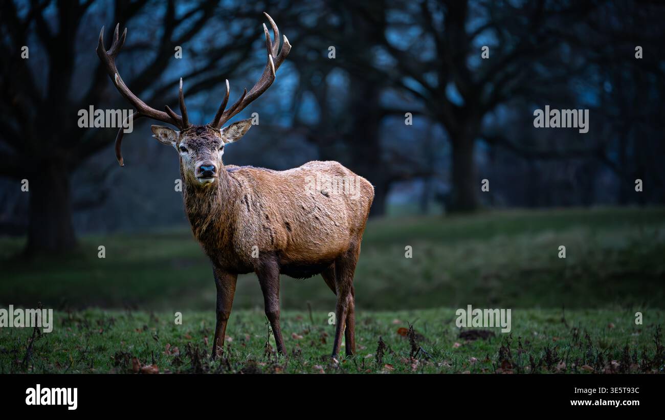 Roter Hirsch in der blauen Stunde in Studley Royal, North Yorkshire Stockfoto