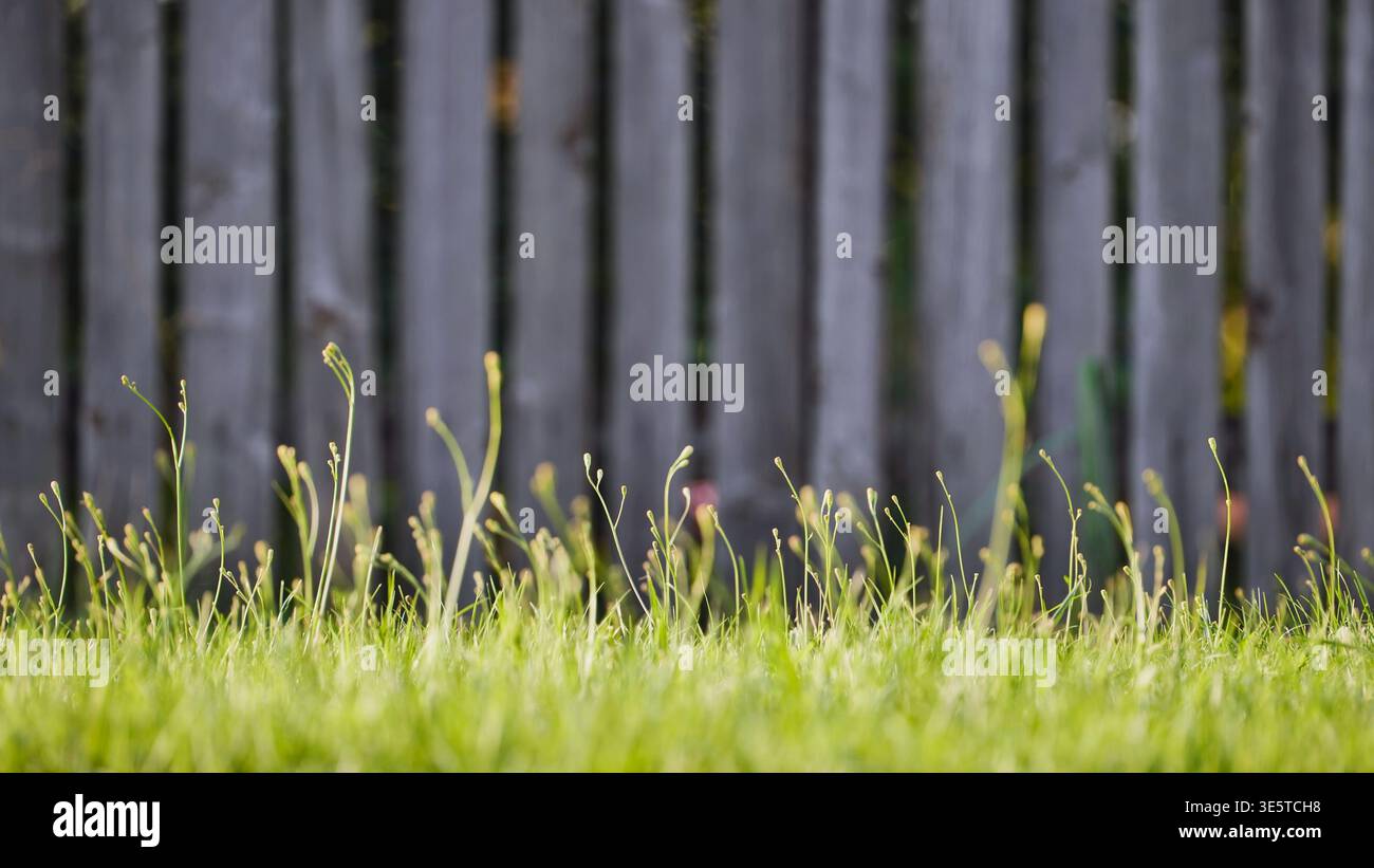 Grünes Gras und Unkraut, das auf einem Garten mit Holzzaun wächst Stockfoto