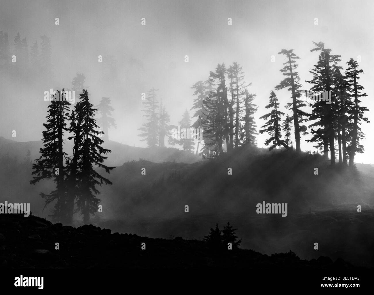 Immergrüne Silhouetten entstehen aus dichtem Nebel in der Nähe von Mount Baker, Washington. Stockfoto