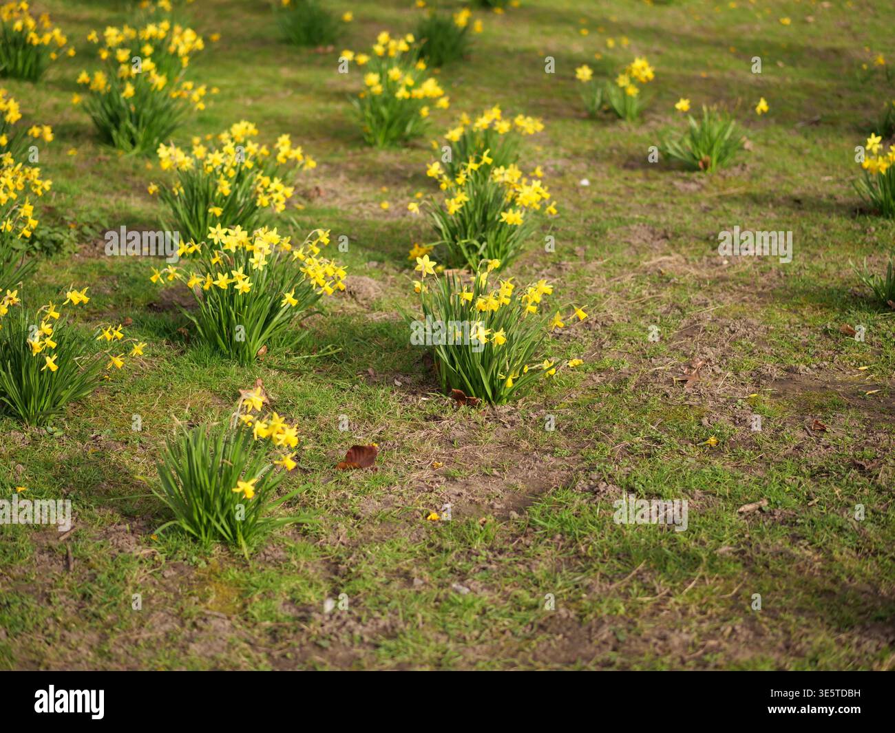 Feld der gelben Narzissen blüht im grünen Gras in einem Park. Haufen wilder Narzissen, die an einem sonnigen Frühlingstag auf einer Wiese wachsen. Natürliches lan Stockfoto