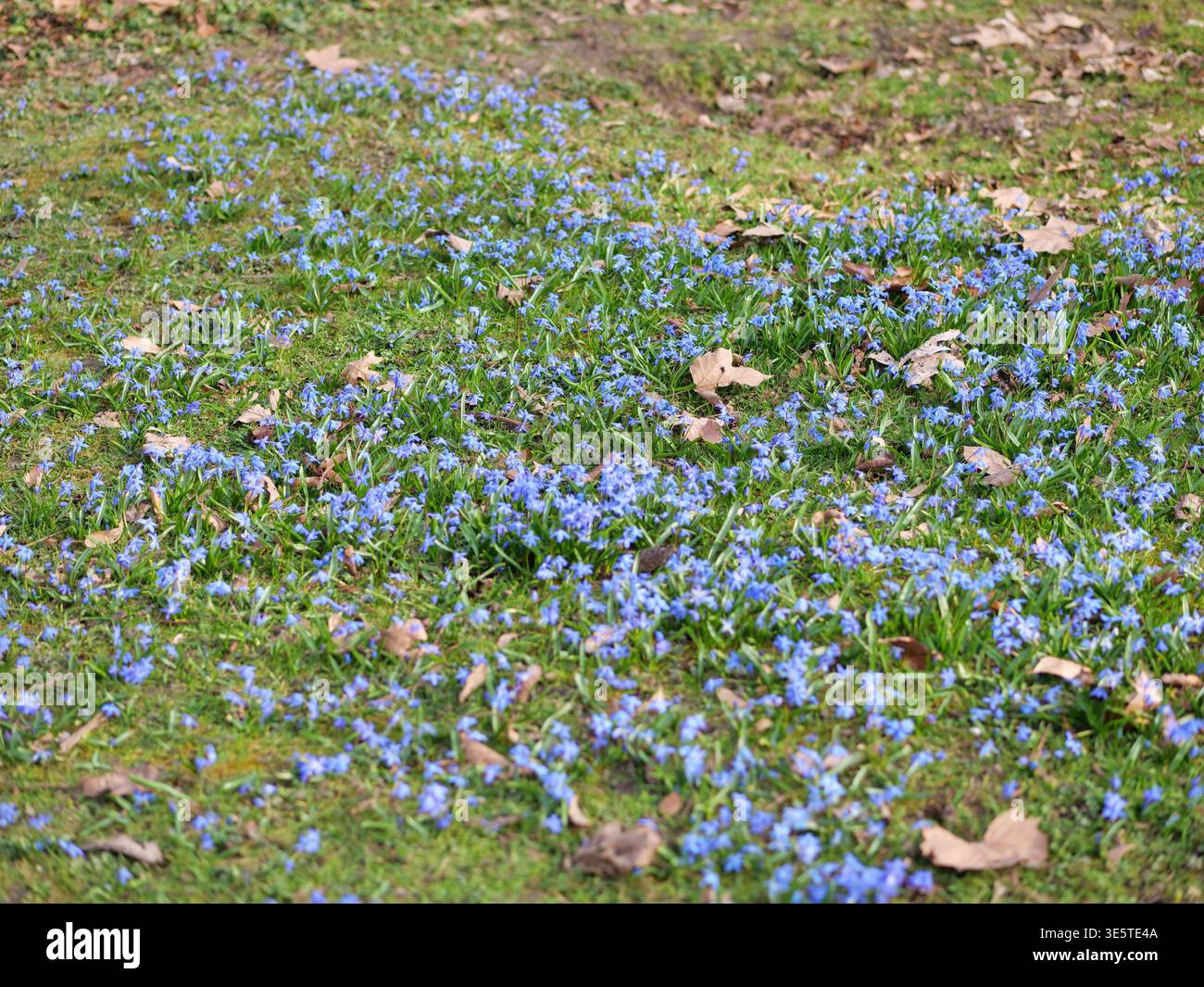 Kleine blaue scilla siberica blüht auf einem grasbewachsenen Feld mit trockenen braunen Blättern. Natürliche Frühlingslandschaft mit sanftem Sonnenlicht. Malerisches botanisches bac Stockfoto