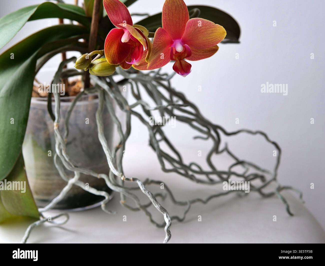 Phalaenopsis Orchidee, die ihre langen, silbrigen Luftwurzeln betont. Das Bild sollte leuchtende, sonnenuntergangsfarbene Blüten in Terrakotta und Pink, con zeigen Stockfoto