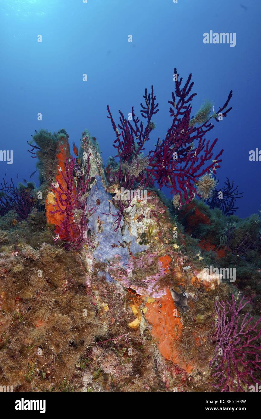 Bunte Korallen, Violescent Sea Wonge (Paramuricea clavata) und Meeresschwämme, orange Polsterschwamm (Reniera fulva) und Blauer Fleserschwamm (Oscar Stockfoto