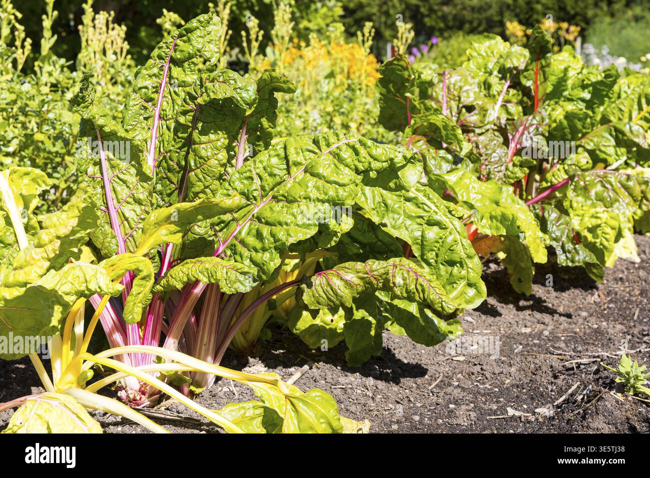 Mangold (Beta vulgaris) im Gemüsepflaster, Soedermanlands laen, Schweden Stockfoto
