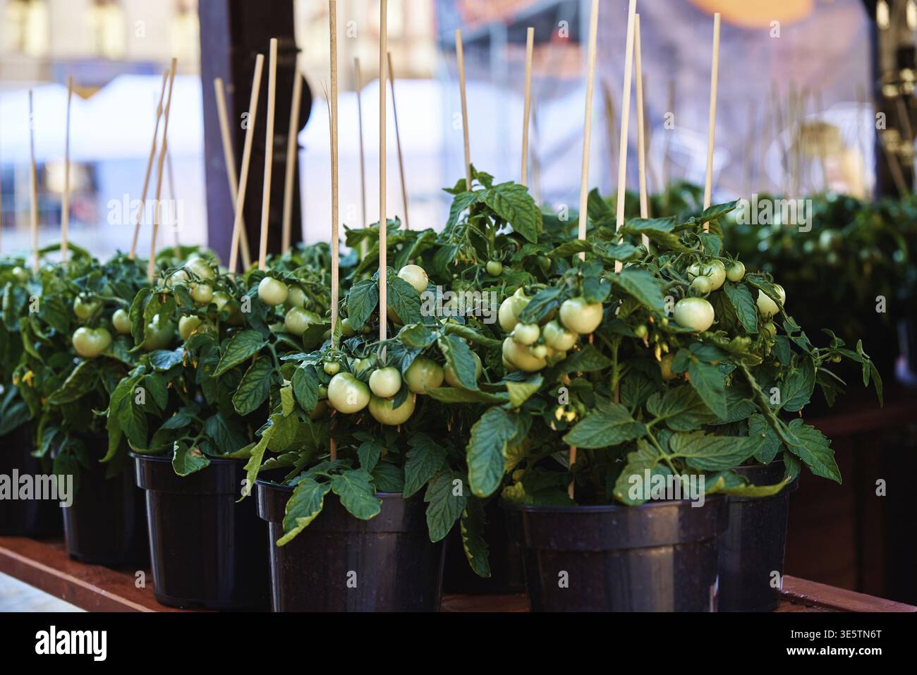 Grüne Tomate in Töpfen zum Verkauf auf dem Bauernmarkt. Pflanzen für Setzlinge Stockfoto