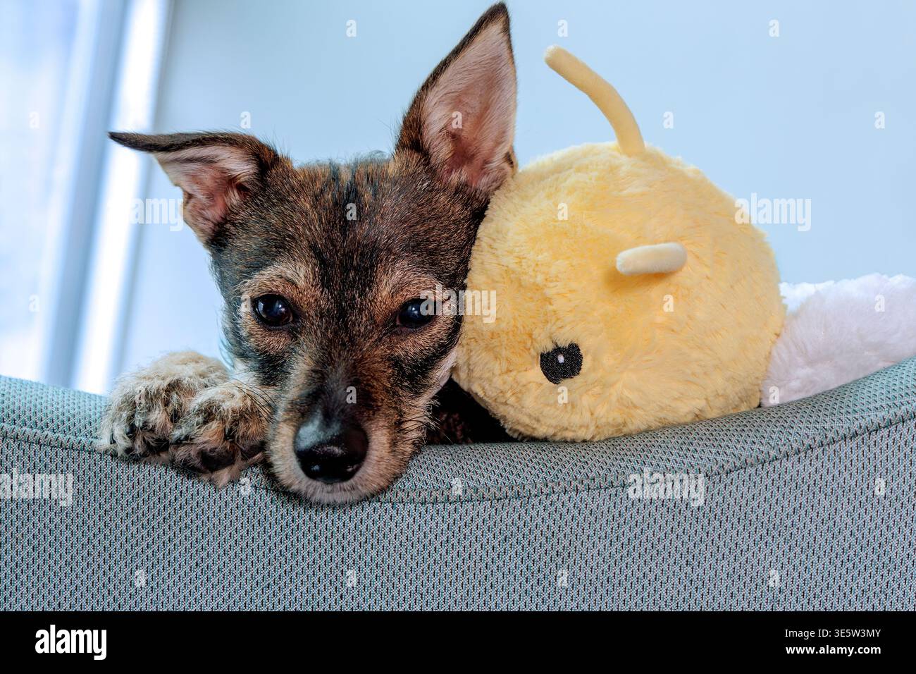 Ein Welpen mit gemischter Rasse und ihr Spielzeug Stockfoto