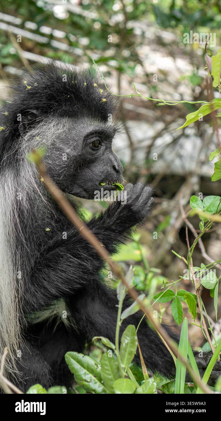 Seitenansicht eines schwarz-weißen Colobus-Affen, der in seinem natürlichen Waldhabitat ein grünes Blatt kaut Stockfoto
