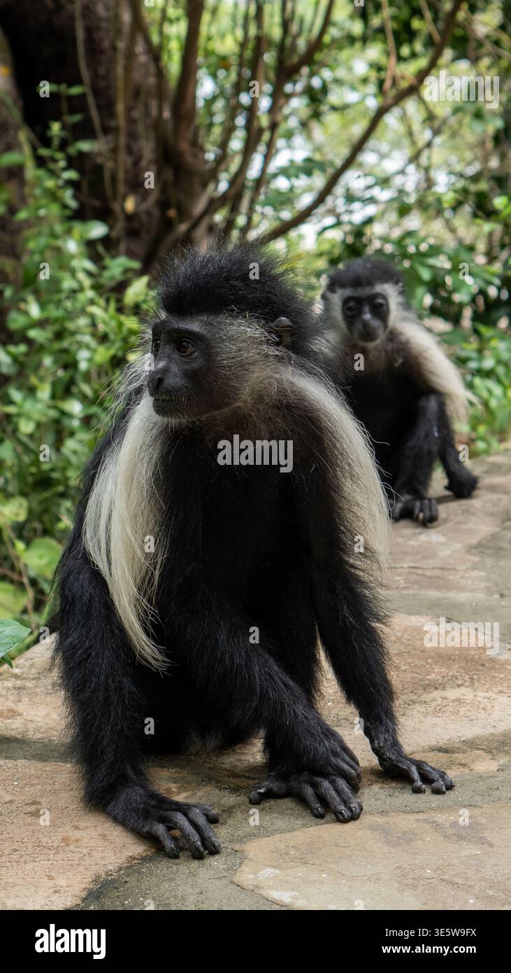 Zwei schwarz-weiße Colobus-Affen sitzen zusammen in einem Baum, gefangen in ihrem natürlichen Waldhabitat Stockfoto