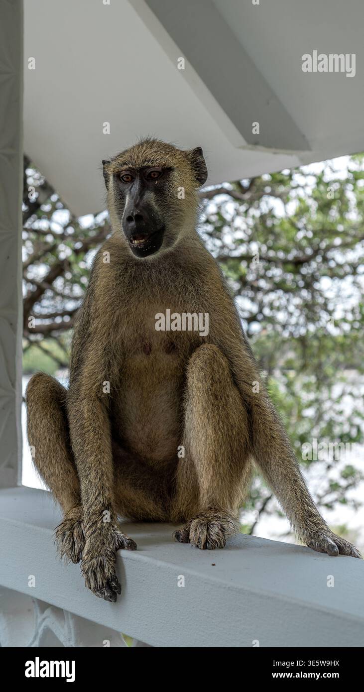 Porträt eines Pavians, der während einer Fotosession mit Wildtieren in einem natürlichen afrikanischen Lebensraum posiert Stockfoto