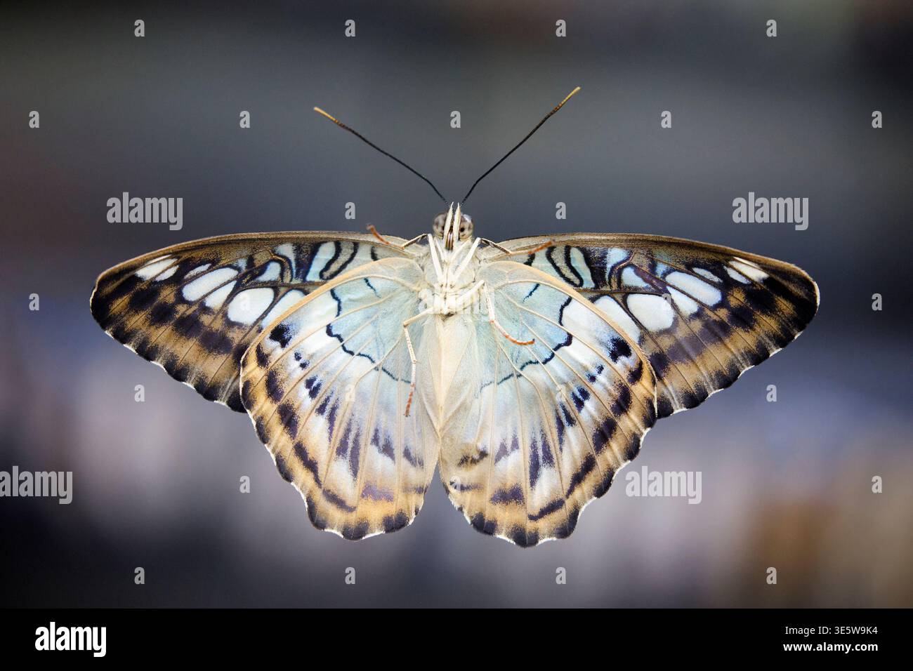 Brown Clipper Butterfly (Parthenos sylvia) Ansicht der Unterseite. Victoria Butterfly Gardens auf Vancouver Island, British Columbia, Canadaf Stockfoto