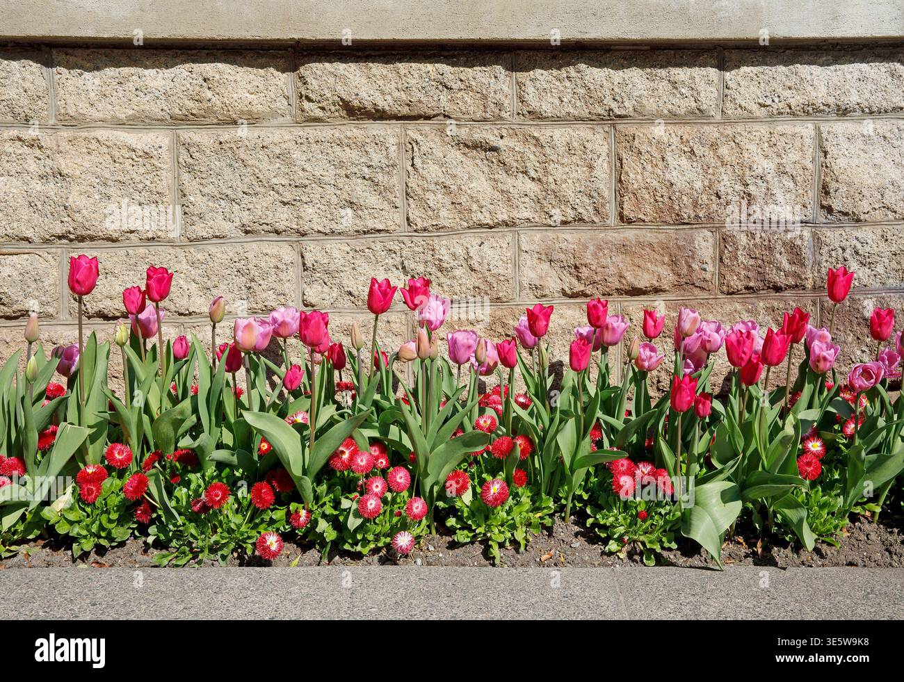 Tulpen und englische Daisies pflanzten entlang einer Backsteinmauer in den Butchart Gardens auf der Saanich-Halbinsel von Vancouver Island, BC, Kanada Stockfoto
