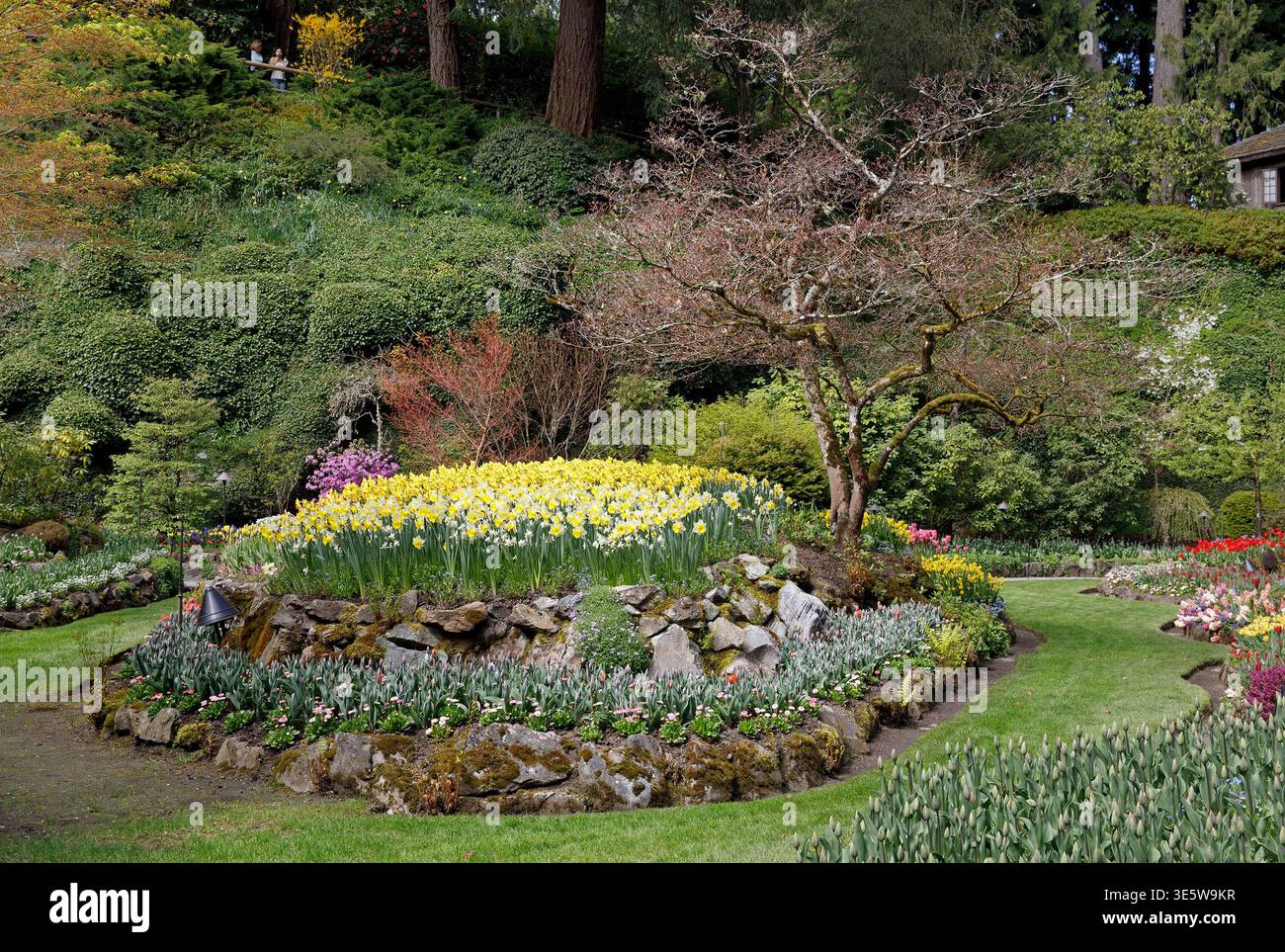 FrühlingsNarzissen auf einem erhöhten Felsenbett im Sunken Garden, Butchart Gardens, Vancouver Island, British Columbia, Kanada Stockfoto
