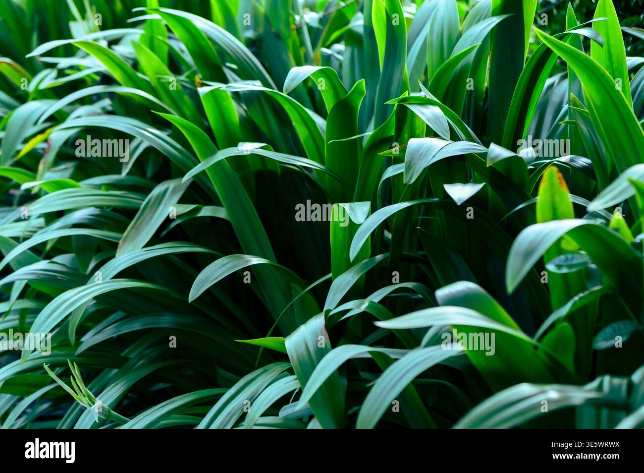 Der natürliche Hintergrund von Palmenblättern in einem tropischen Wald. Stockfoto