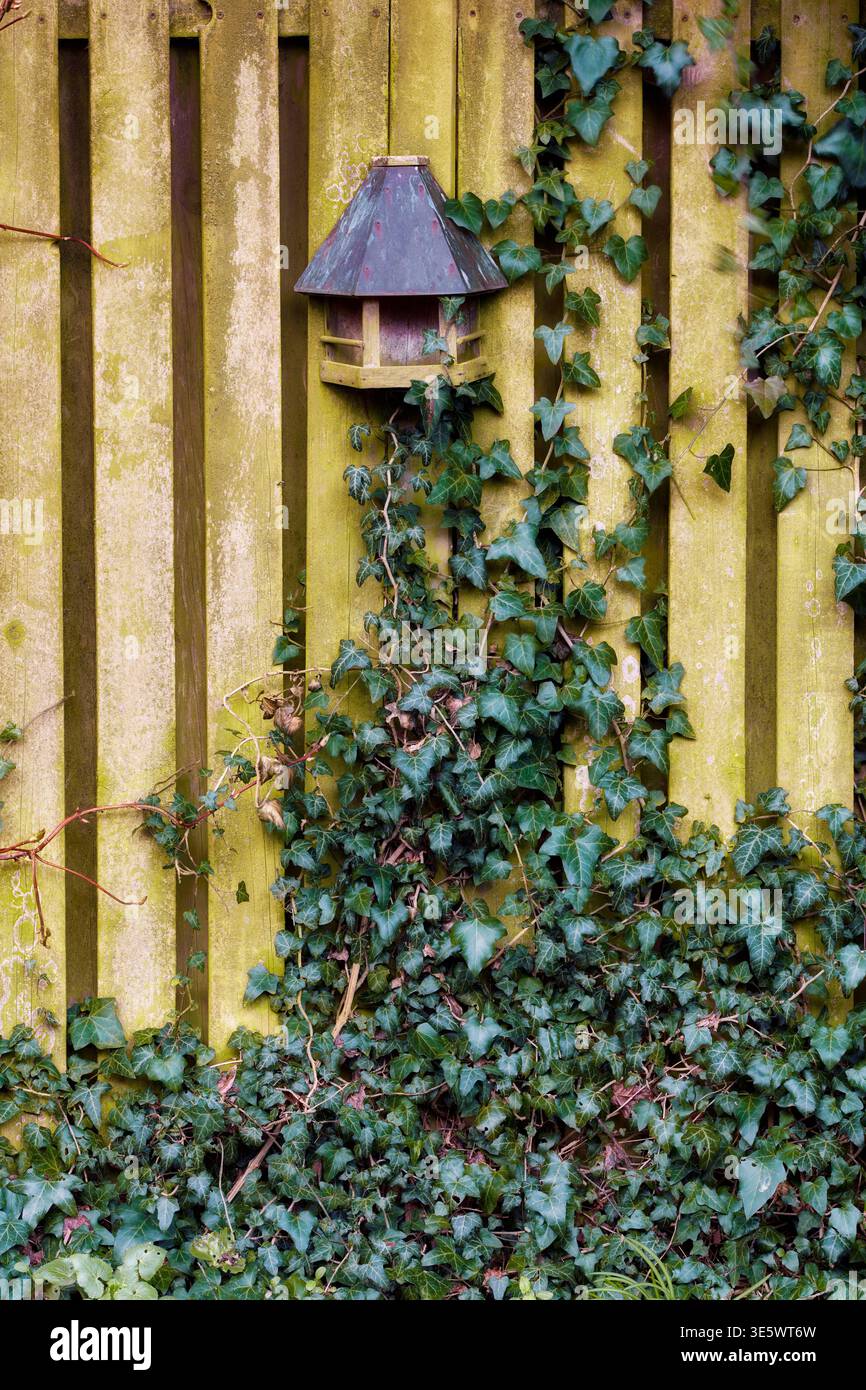 Efeu, Pflanze und Zaun im Hausgarten mit Vogelfutter, Wachstum und invasiver Botanik für ökologische Schäden. Weinreben, Holzplanken und Wildtiere Stockfoto