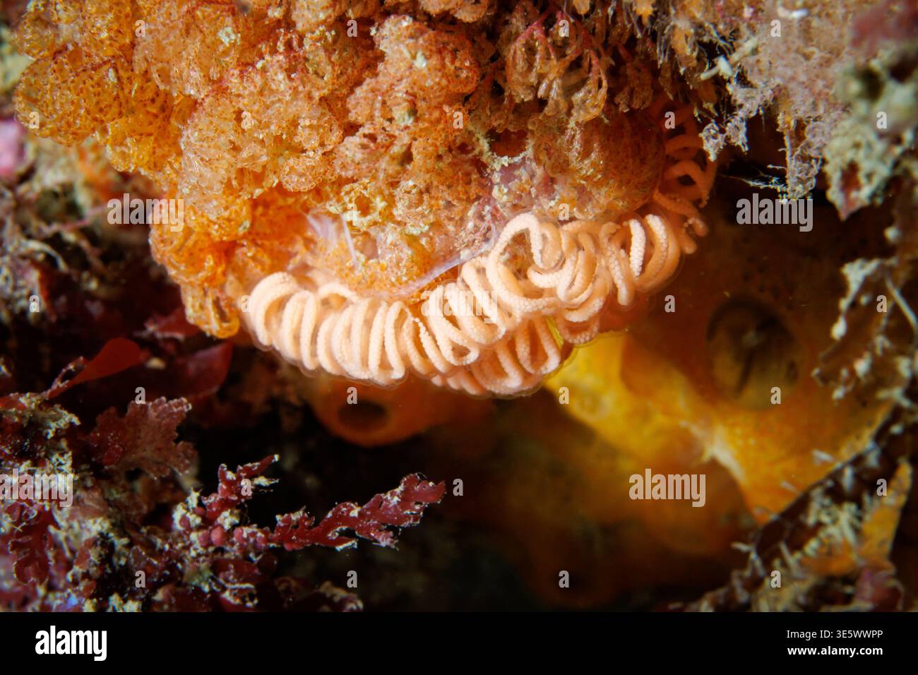 Galeojanolus ionnae Eierband am Riff, Breaker Bay Wellington Neuseeland Stockfoto