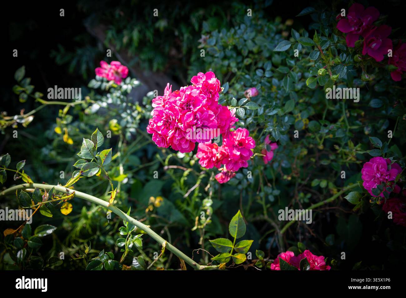 Nahaufnahme von hellrosa Rosenblüten in einem sonnigen Garten Stockfoto