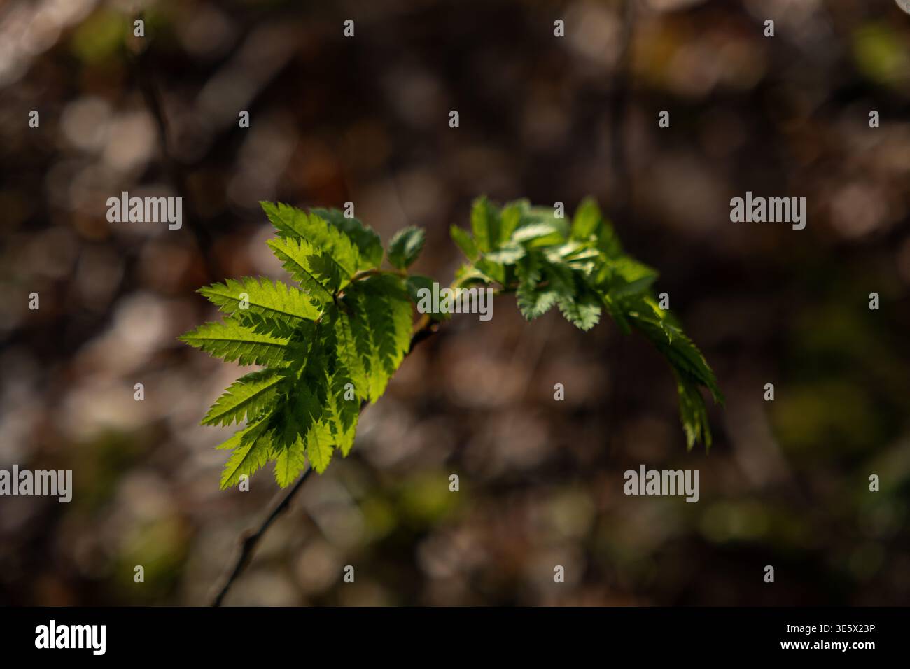 Hellgrüne Frühlingsblätter auf Zweig mit weichem Waldhintergrund Stockfoto